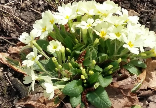 ostara online ostara online