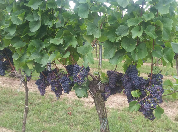 Weinlese